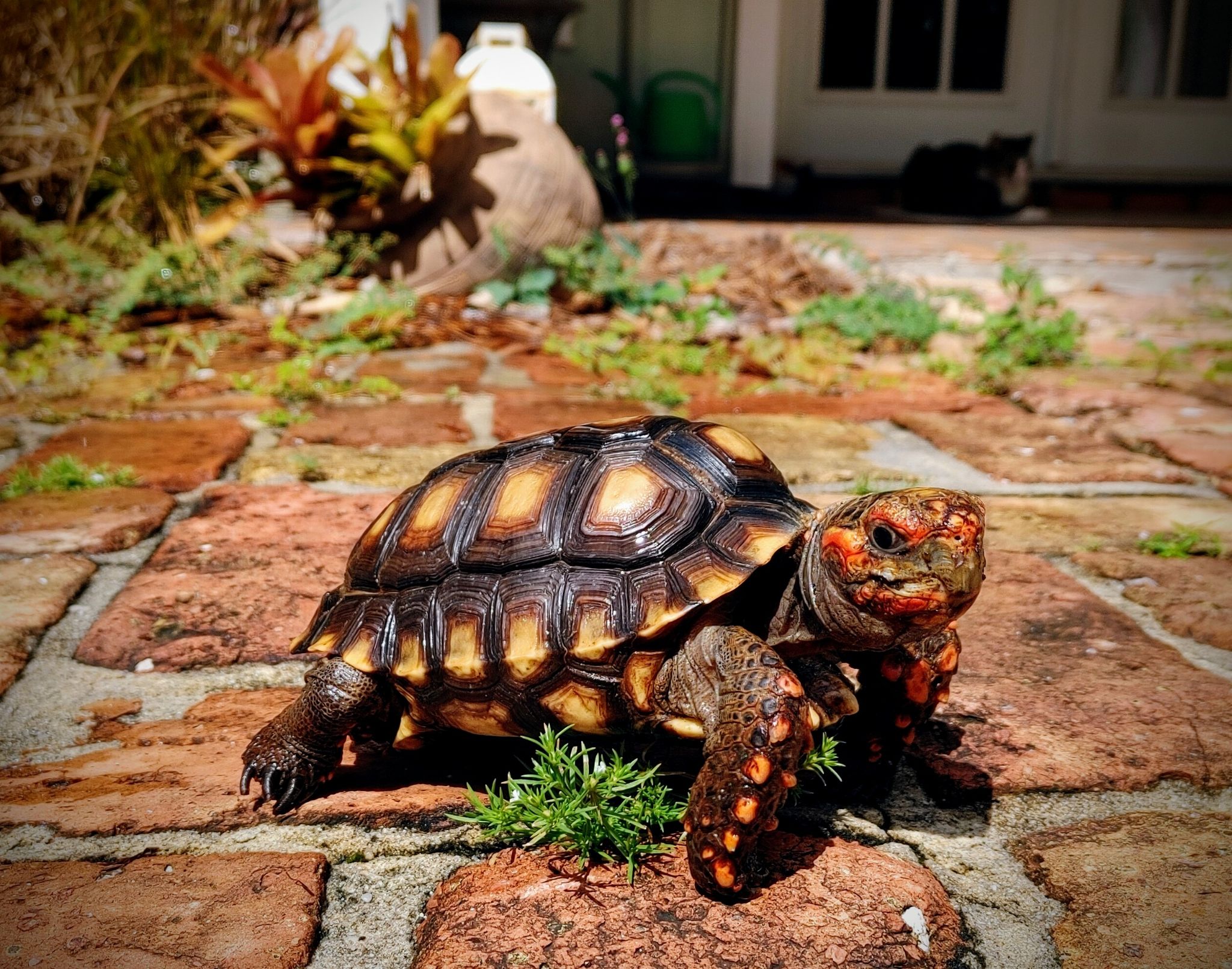 Tortoise Image